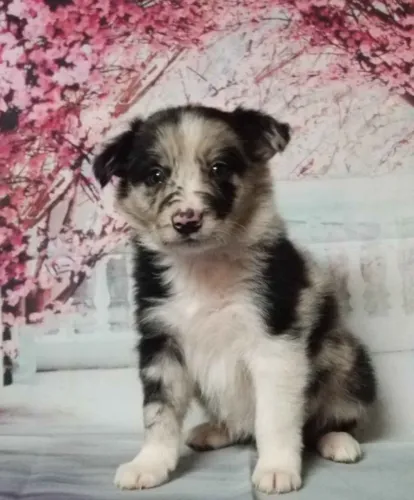 Filhotes de Border Collie | Uma amizade para recordar.