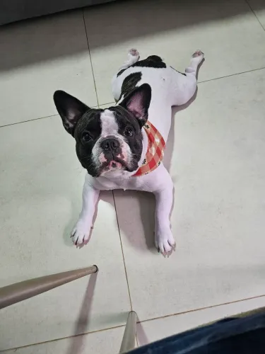 Buldogue Frances Macho- Disponível para Cruzar