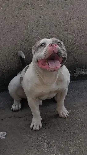 América Bully disponível pra cobertura