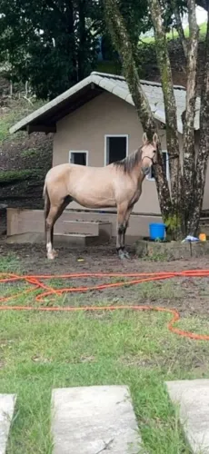 Cavalo castrado de marcha picada