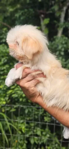 Shih-tzu 3 meses - Todas as vacinas Importadas