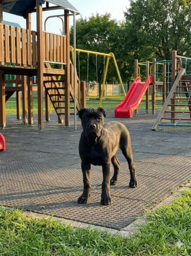 Cane Corso