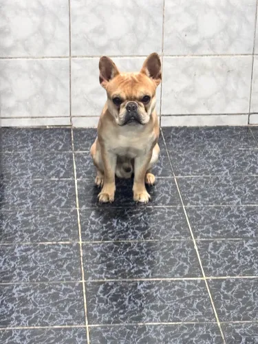 Buldogue francês