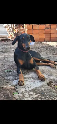 Procuro macho dobermann para cruza