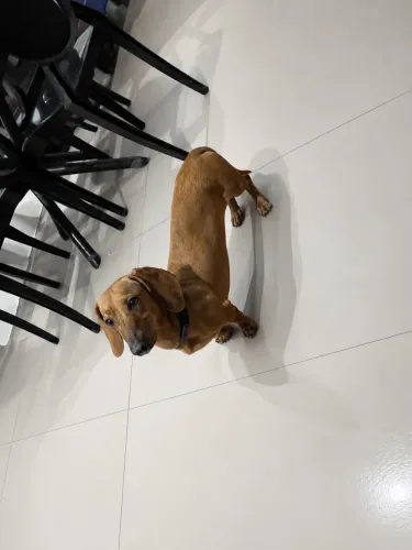 Basset