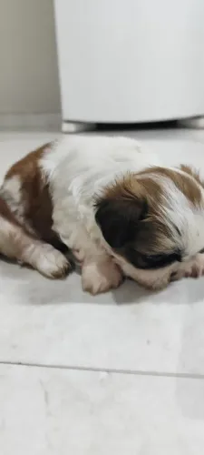 Machinho Shitzu