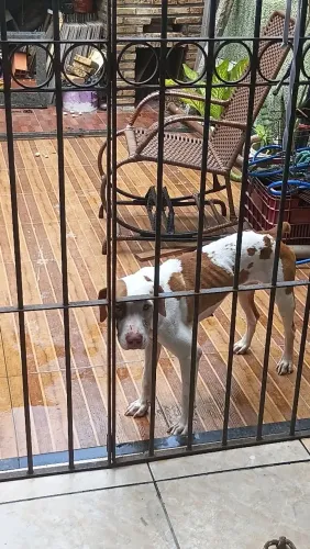 Pitbull para Adoção