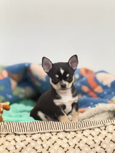 Filhotes de Chihuahua disponíveis