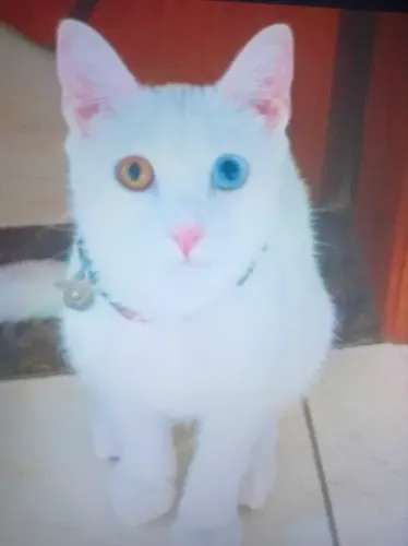 Gatinha para adoção