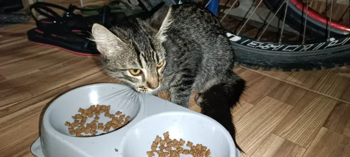 Gato mistura de persa