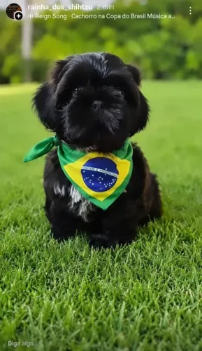 Filhote de Shih-tzu 