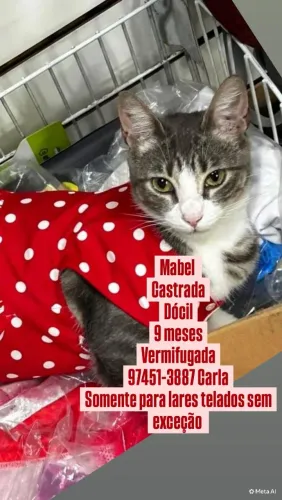 Gata CASTRADA, VACINADA e VERMIFUGADA para adoção