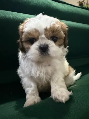Bebês shitzu 