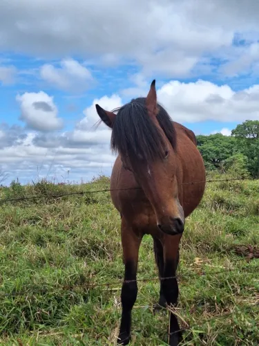 Cavalo a venda ou troca sem raça definida