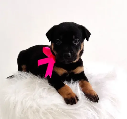 Zarinha está para Adoção