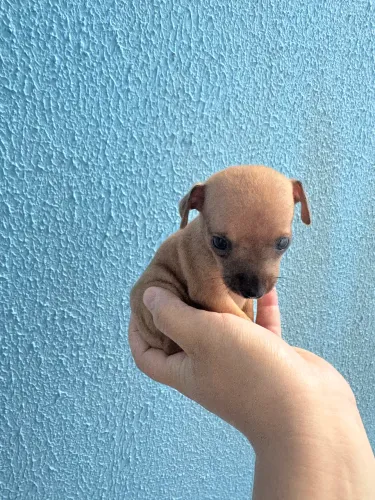 Pinscher 0 com 1 caramelo macho