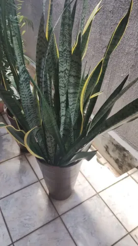 Plantas diversas