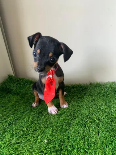 FILHOTE DE PINSCHER