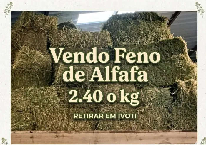 Feno de alfafa