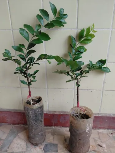 Acerola - vendo mudas Enxertadas