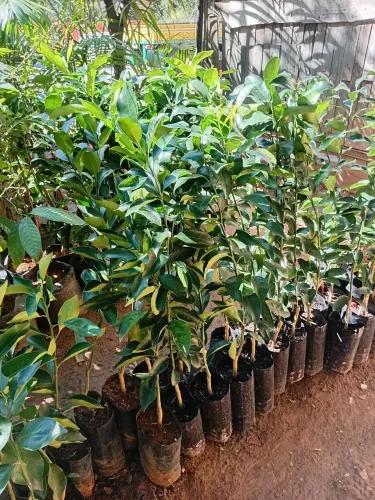 Plantas e jardins