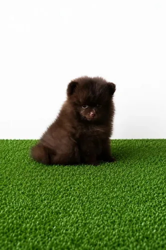 Spitz alemão macho chocolate sólido, olhos verdes
