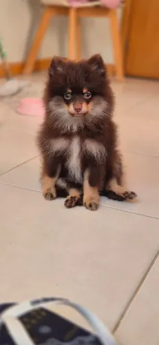 Spitz Alemão Chotan Macho
