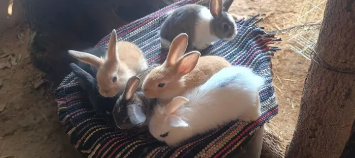 Coelhos Filhote