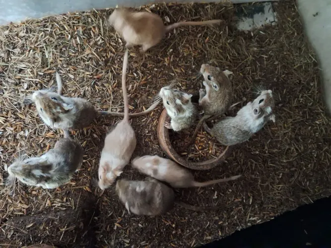 A3M- Esquilo da Mongólia-GERBIL ( leia a descrição do anúncio)