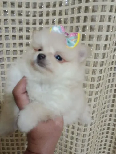 Spitz alemão Anã fêmea, vacinas em 10x no cartão.