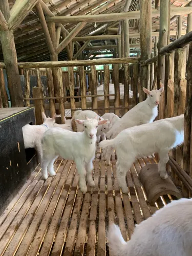 Vendo bode e cabritinhos
