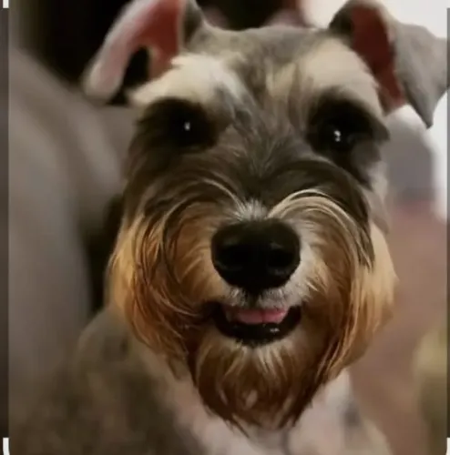 Alegres e lindos schnauzer