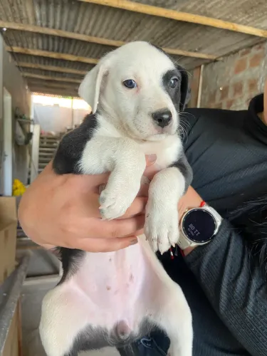 Doação de cachorrinhos filhotes
