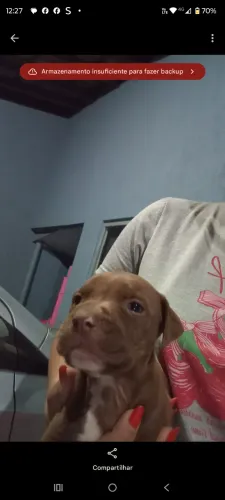 Vendo filhote de Pitbull macho