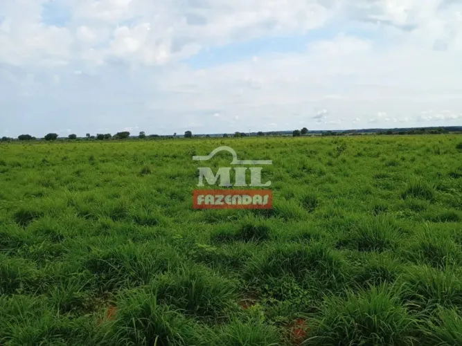 Fazenda 1.590 alqueires (7.695 hectares) Formoso do Araguaia - TO