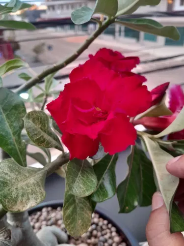ROSA DO DESERTO 