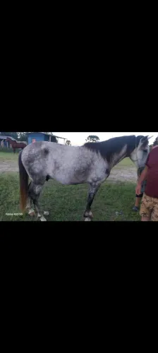 Cavalo