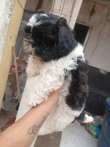 Shih tzu