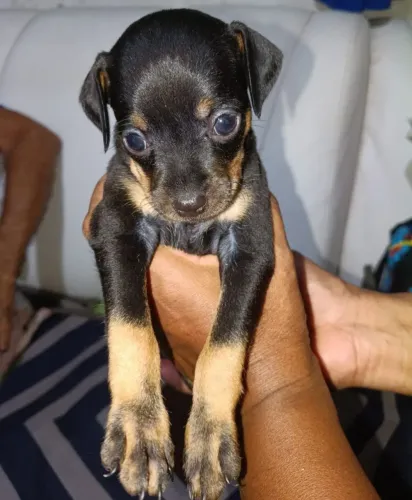 Vendo Filhotes de Pinscher