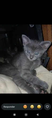 Doa-se gatinho macho filhote