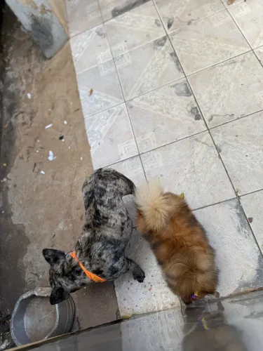 Vendo Bulldogue francês adulta