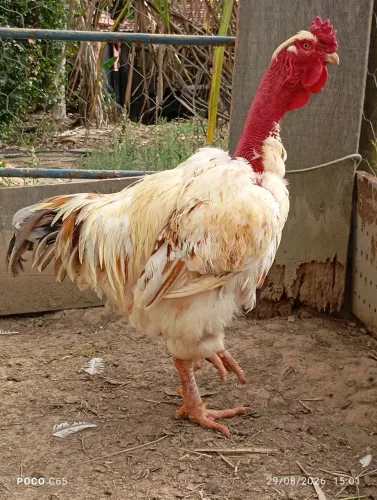 Galo mestiço GSB SERTANEJO BALÃO de pescoço pelado R$180,00