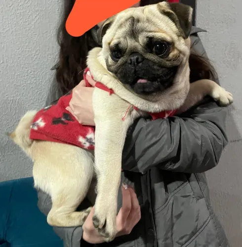 Pug macho para cruza.