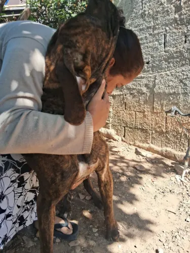 Filhotes de Fila Brasileiro, Obs: Tenho só 2 machos