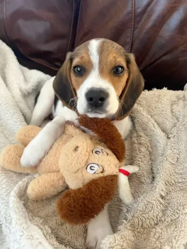 Beagle Filhotinho pronto para uma nova jornada