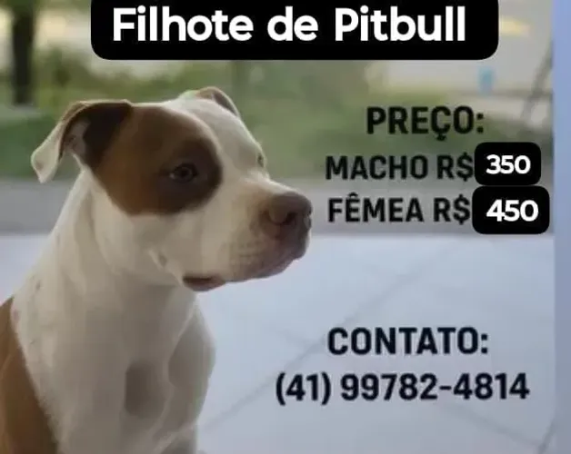 Vendo filhote Pitbull