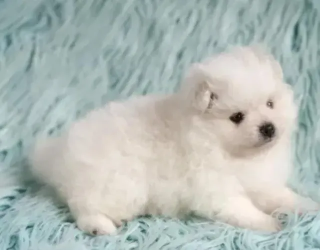 Lulu da Pomerânea Filhotes Super Diferenciados.