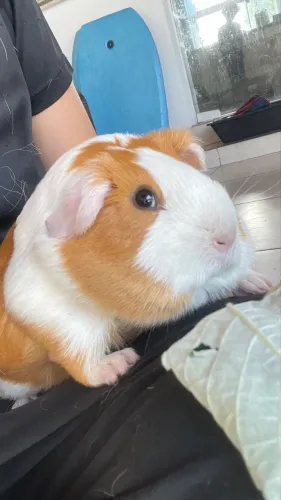 Cuy peruano porquinho da índia gigante