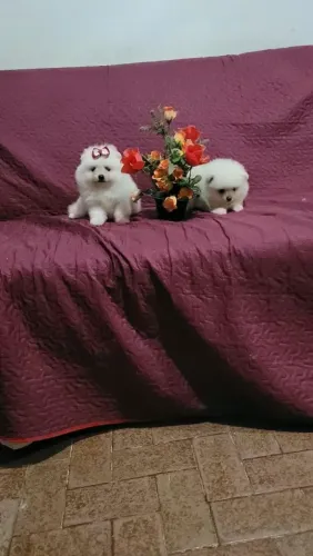 Spitz Alemão Anão - pedigree CBKC