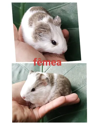 Porquinho da índia filhote 